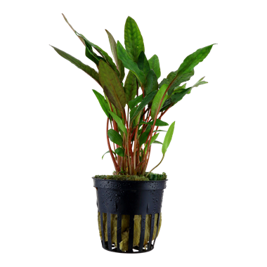 Cryptocoryne petchii