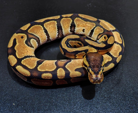 Ball Python Female Enchi Het DG