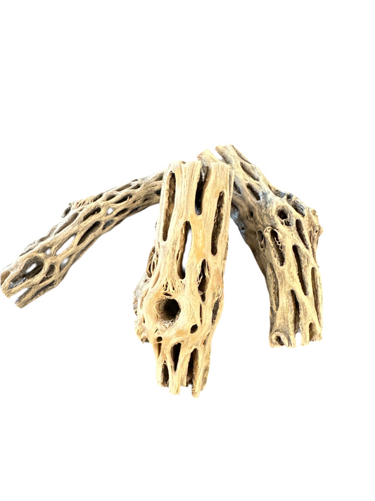 Cholla wood 4''