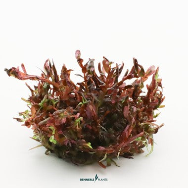 ROTALA ROTUNDIFOLIA 'BLOOD RED'