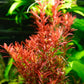 ROTALA ROTUNDIFOLIA 'BLOOD RED'