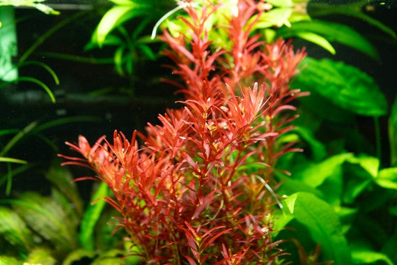 ROTALA ROTUNDIFOLIA 'BLOOD RED'