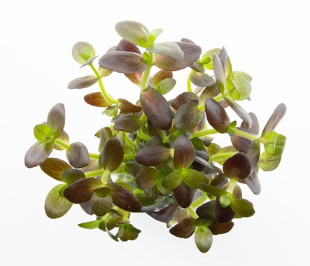 BACOPA SALZMANNII 'PURPLE'