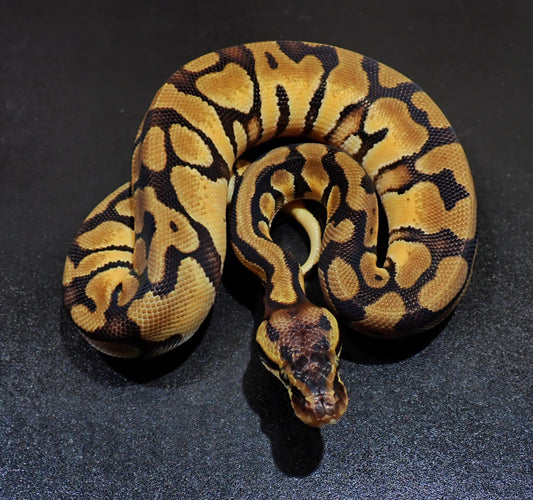 Ball Python Female Pastel