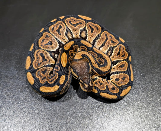 Ball Python Cinnamon