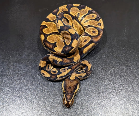 Ball Python Enchi Asphalt Het DG