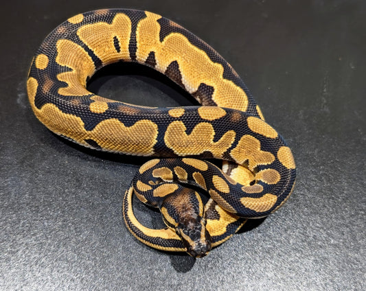 Ball Python OD YB Male