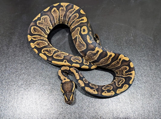 Ball Python GHI Female