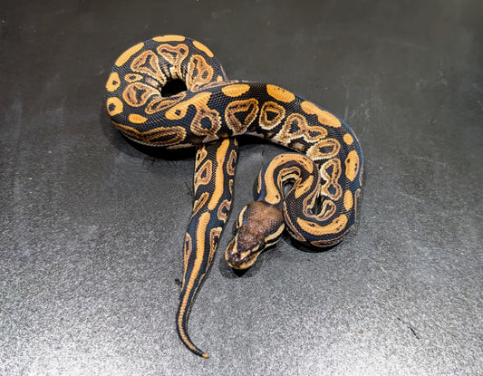 Ball Python Cinnamon Male