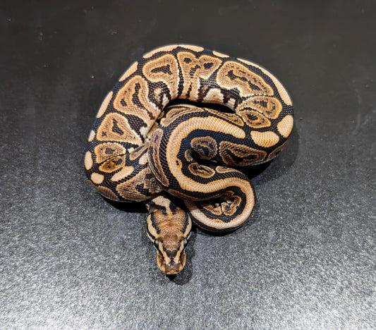 Ball Python Cinnamon Fire Female