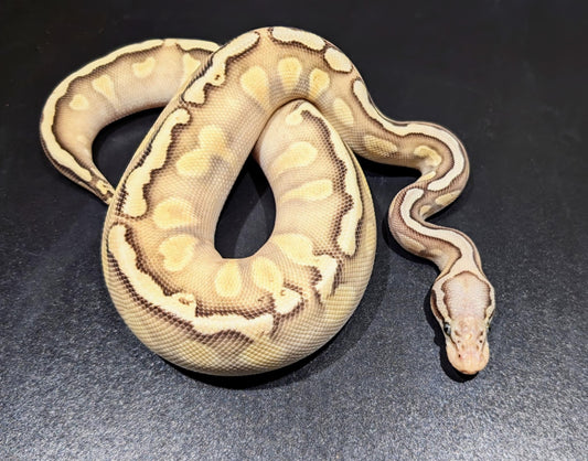 Ball Python Butter Pastel GHI Het Clown YB Asphalt Female