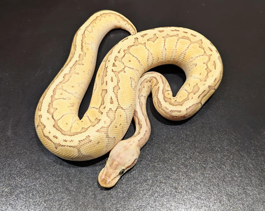 Ball Python Pastel Mojave Pinstripe Female