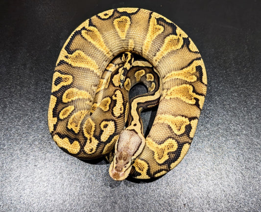 Ball Python Pastel Blade GHI Het Clown YB/Asphalt Female