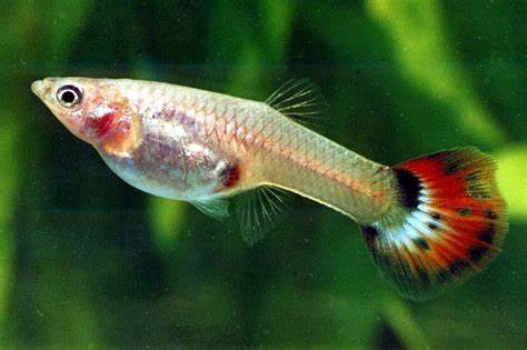 Guppy Female