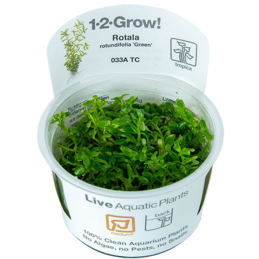 Rotala rotundifolia 'Green'