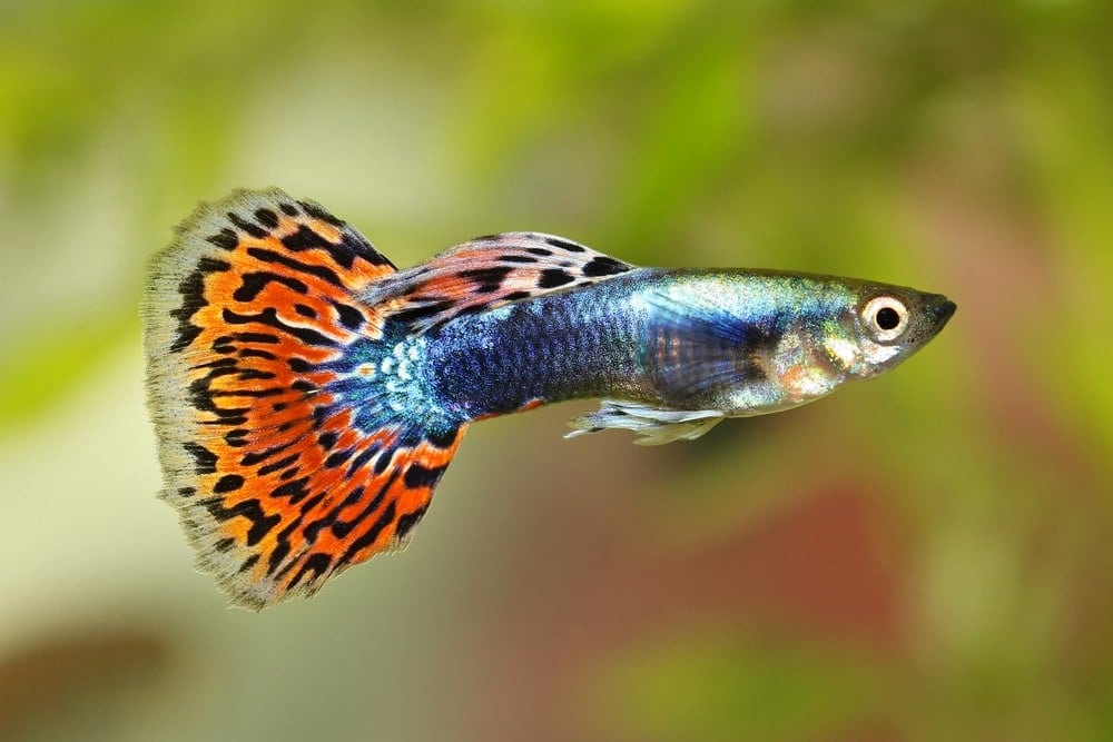 Guppy Male