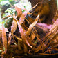 Cryptocoryne affinis ' Dark Orange'