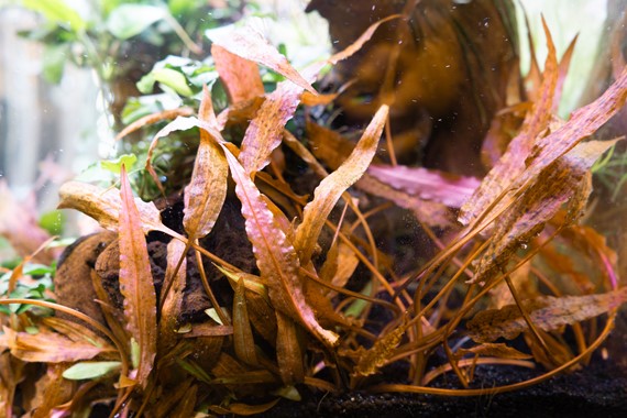 Cryptocoryne affinis ' Dark Orange'