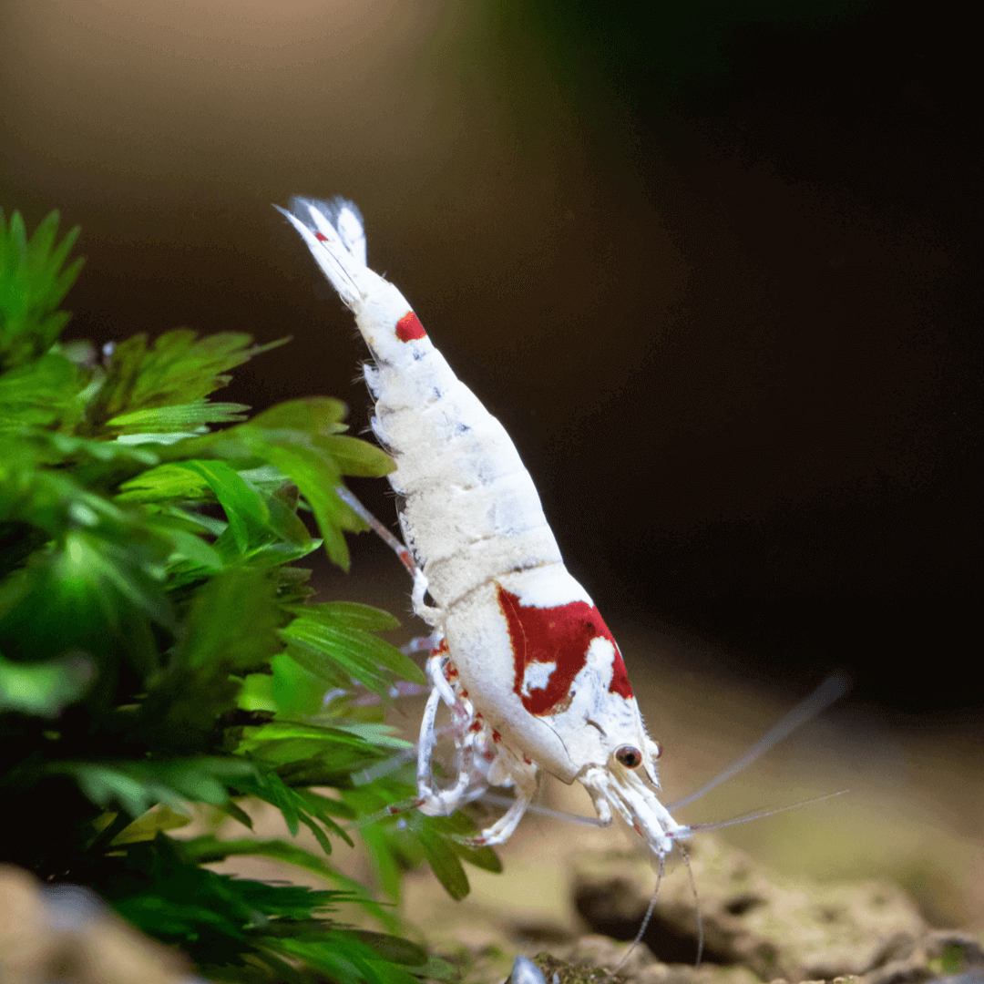 Pure Line Red Shrimp Sousleau Aquarium